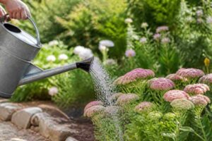 Mehr über den Artikel erfahren Kalkhaltiges Gießwasser im Garten: was Pflanzen wirklich brauchen